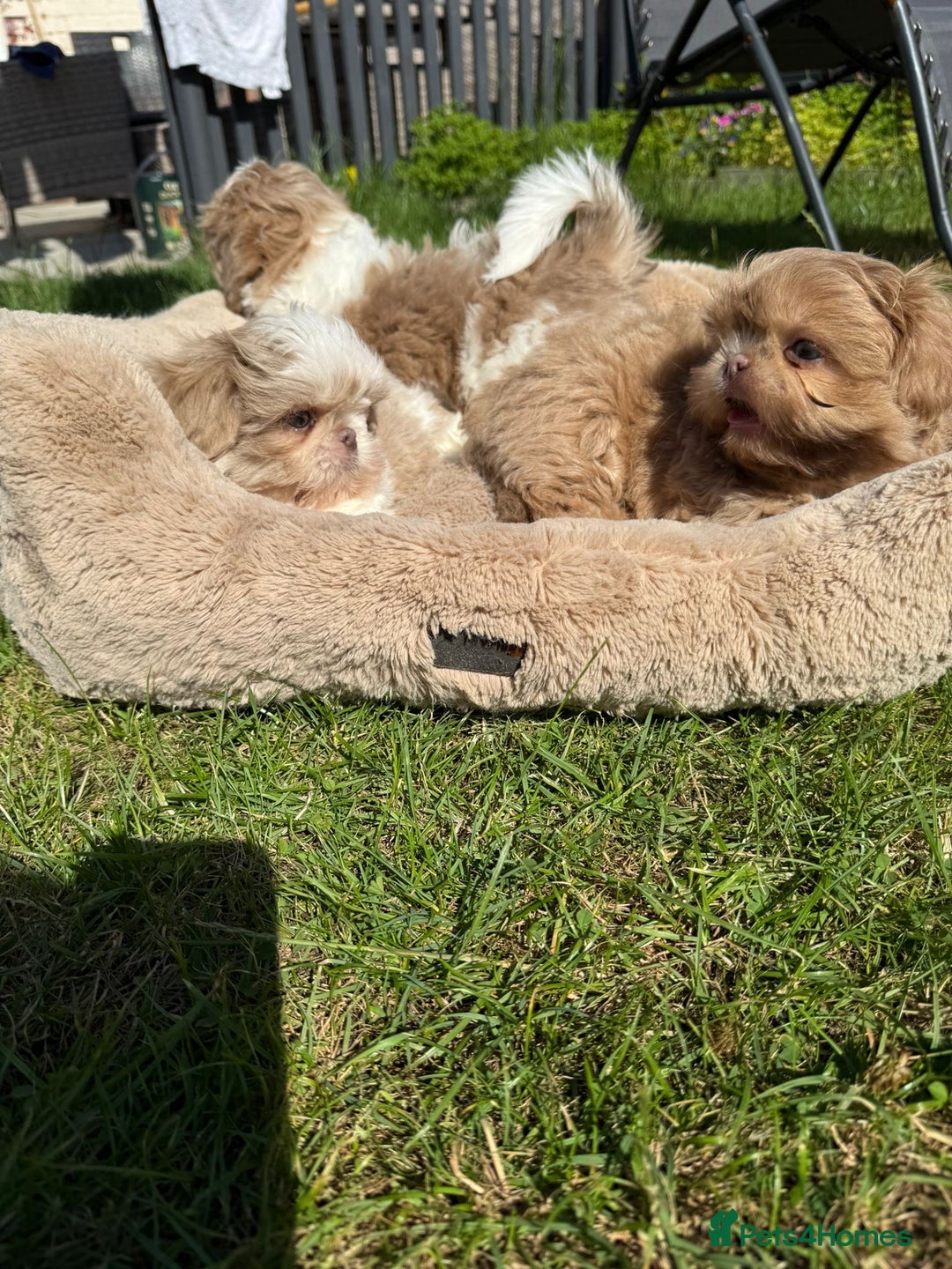 Shih Tzu dogs for sale: Stunning Shih Tzu pups 2 boys - Image 7