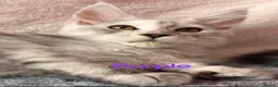 Maine Coon cats for sale: Maine Coon Kittens 🌟Tica Registered  - Advert 21