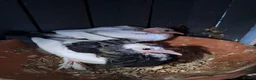 Pigeons birds for sale: Pair of Pouter Pigeons for sale - Advert 8