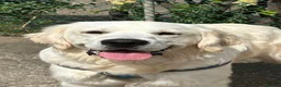 Golden Retriever dogs for sale: 11 month old golden retriever male - Advert 4
