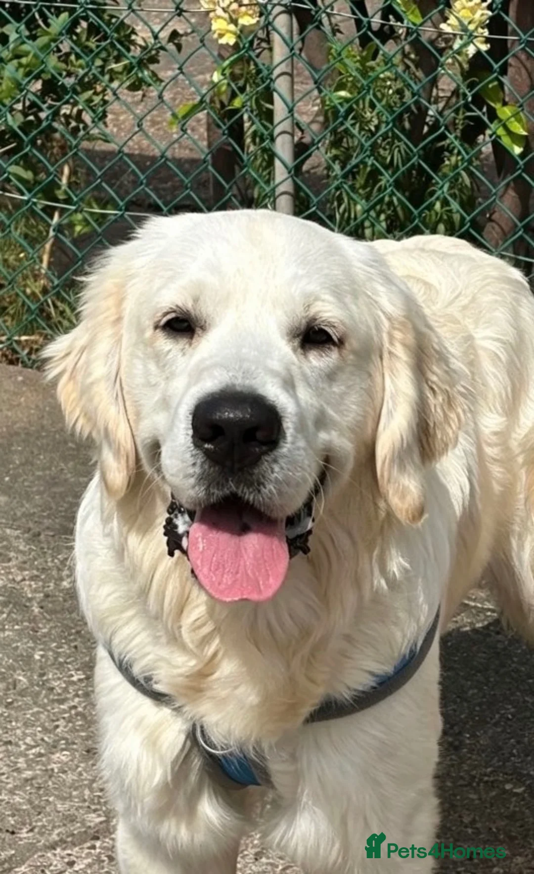 Golden Retriever dogs for sale: 11 month old golden retriever male - Advert 4
