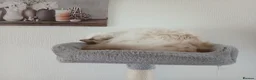 Ragdoll cats for sale: Beautiful Lilac Colourpoint Female  in Burton-on-Trent - Advert 19