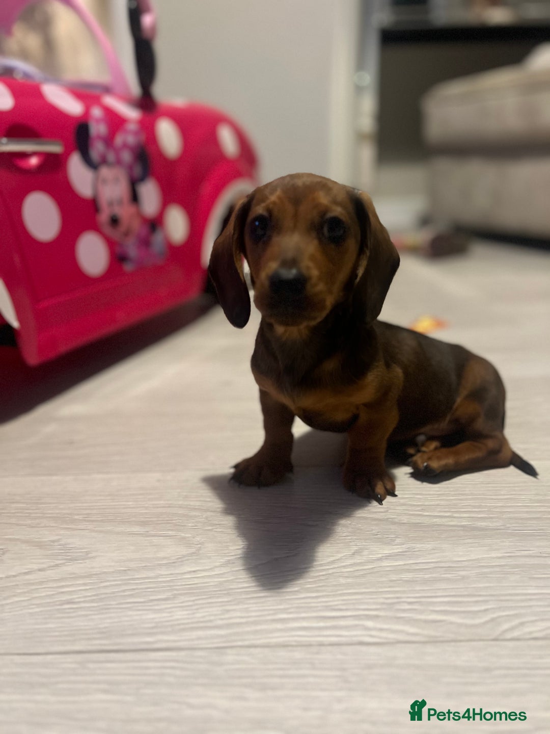 Miniature Dachshund dogs for sale: Biscuit,miniature tanand black coloured dachshund  - Advert 6