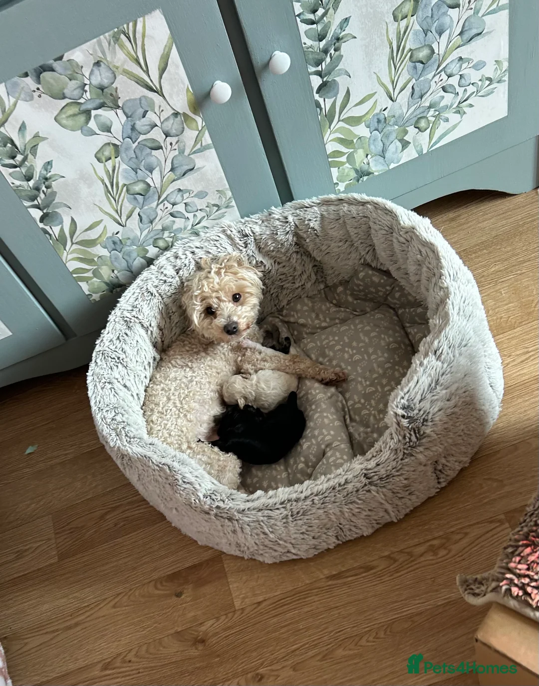 Maltipoo dogs for sale: Merle. Champagne, black pups Fully health tested in Newton Abbot - Advert 10