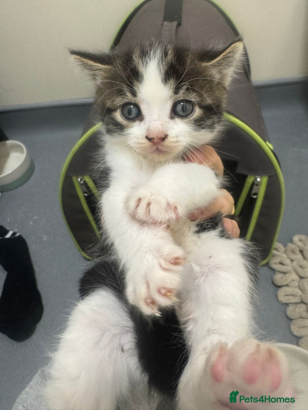 Mixed Breed cats for sale: Russian Blue x Tabby - Advert 37