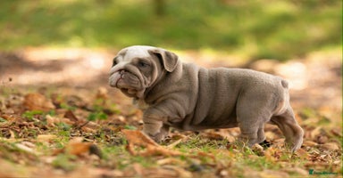 English Bulldog dogs - Advert 2