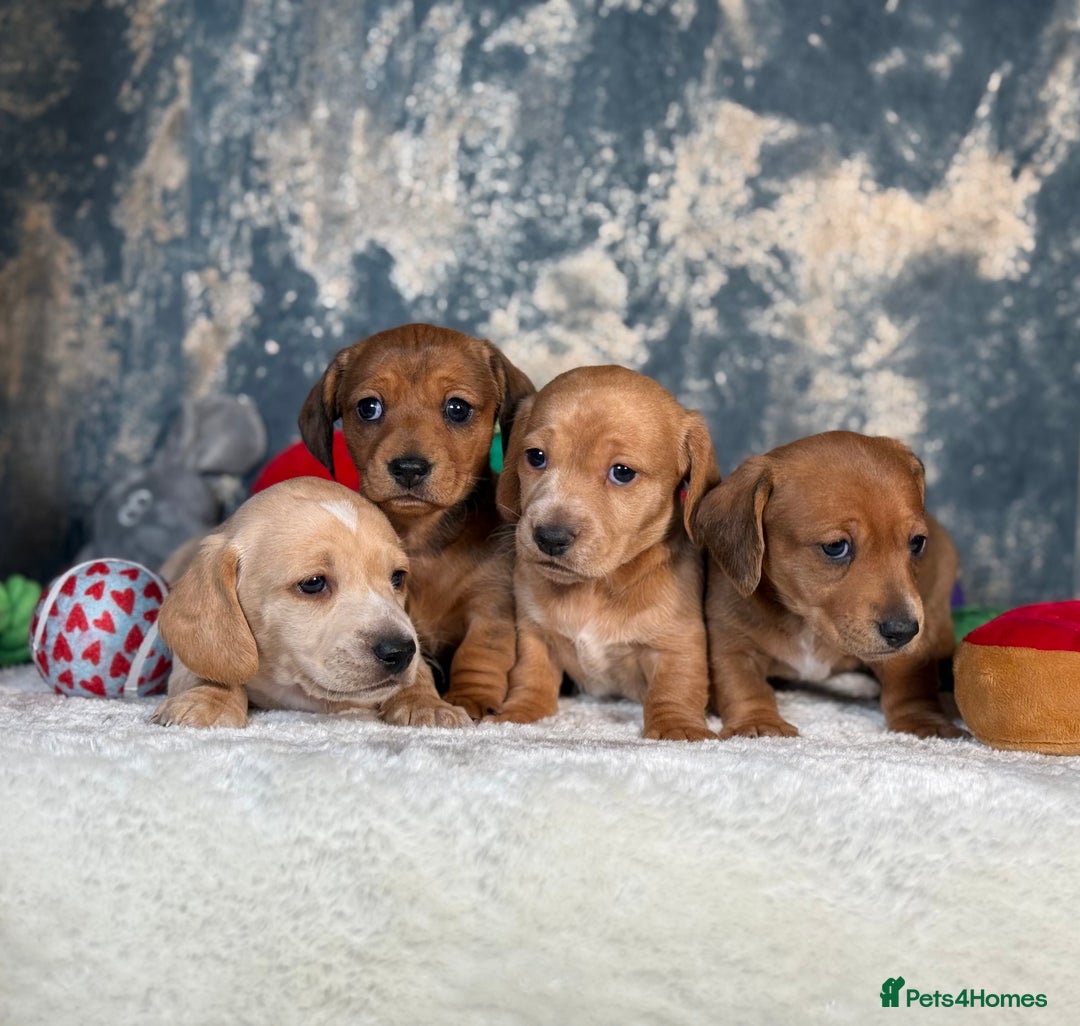 Miniature Dachshund dogs for sale: Miniature Dachshund Puppies🤎 - Advert 3