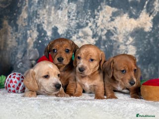 Miniature Dachshund dogs Miniature Dachshund Puppies🤎 - Advert 12