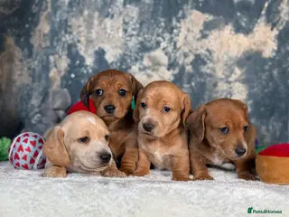 Miniature Dachshund dogs Miniature Dachshund Puppies🤎 - Advert 14