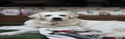 Golden Retriever dogs for sale: Golden retriever puppies  - Advert 4
