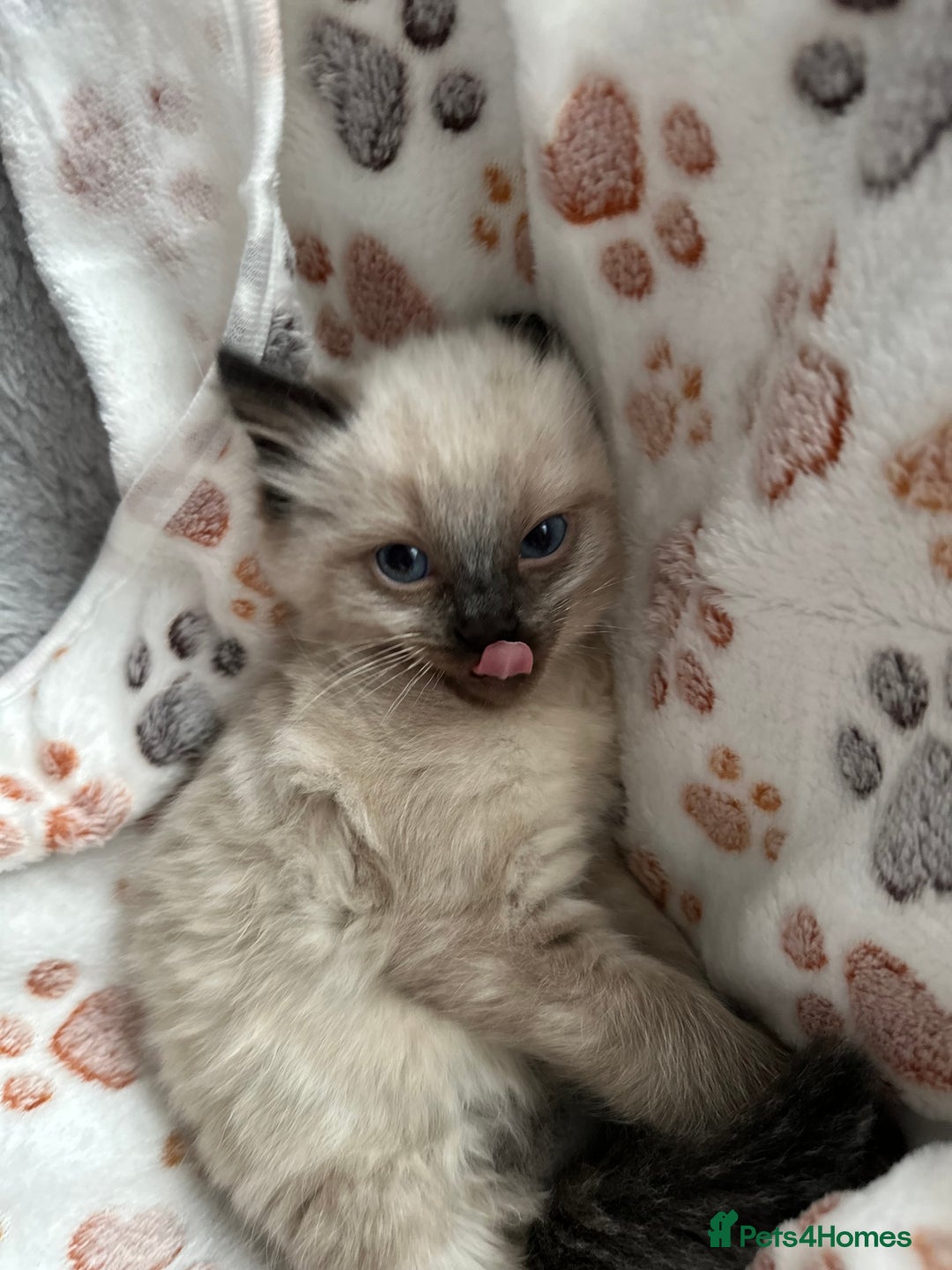 Ragdoll cats for sale: Gorgeous ragdoll kittens  - Advert 14