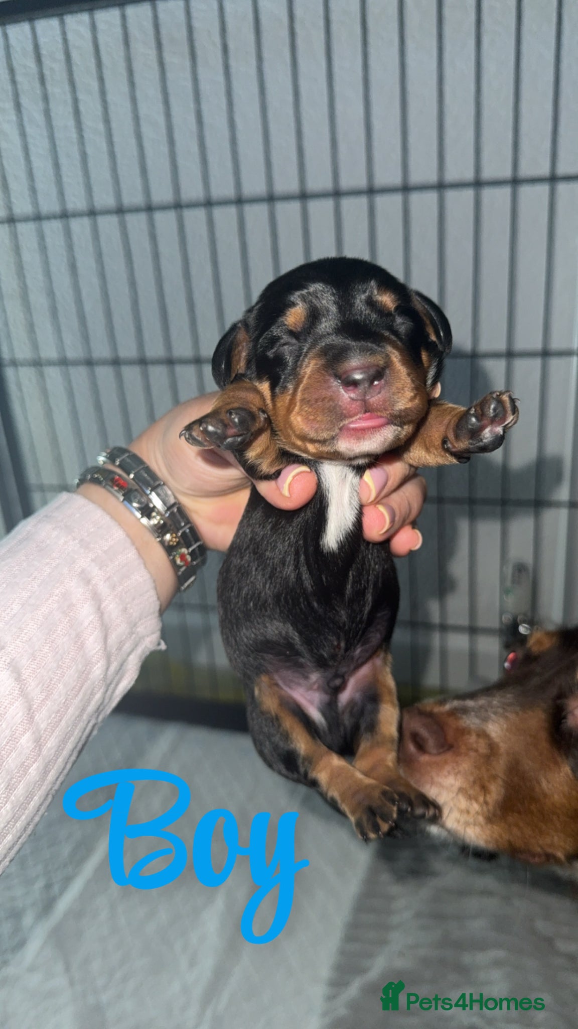 Mixed Breed dogs Dachshund x Cocker Spaniel (Cockerhund)  - Advert 1