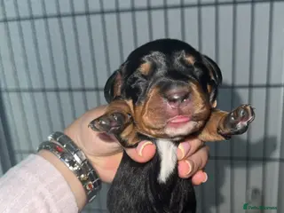 Mixed Breed dogs Dachshund x Cocker Spaniel (Cockerhund) - Advert 1