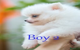 Pomeranian dogs for sale: KC Pomeranian puppies (Korean lines) - Image 26