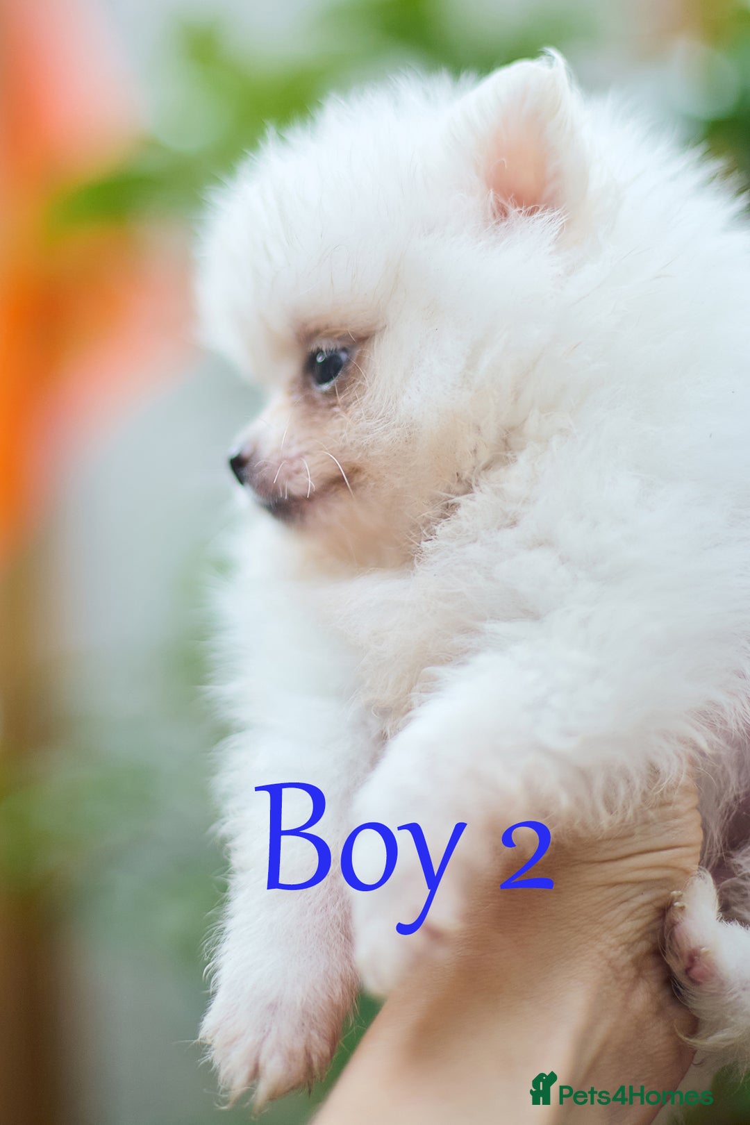 Pomeranian dogs for sale: KC Pomeranian puppies (Korean lines) - Image 26