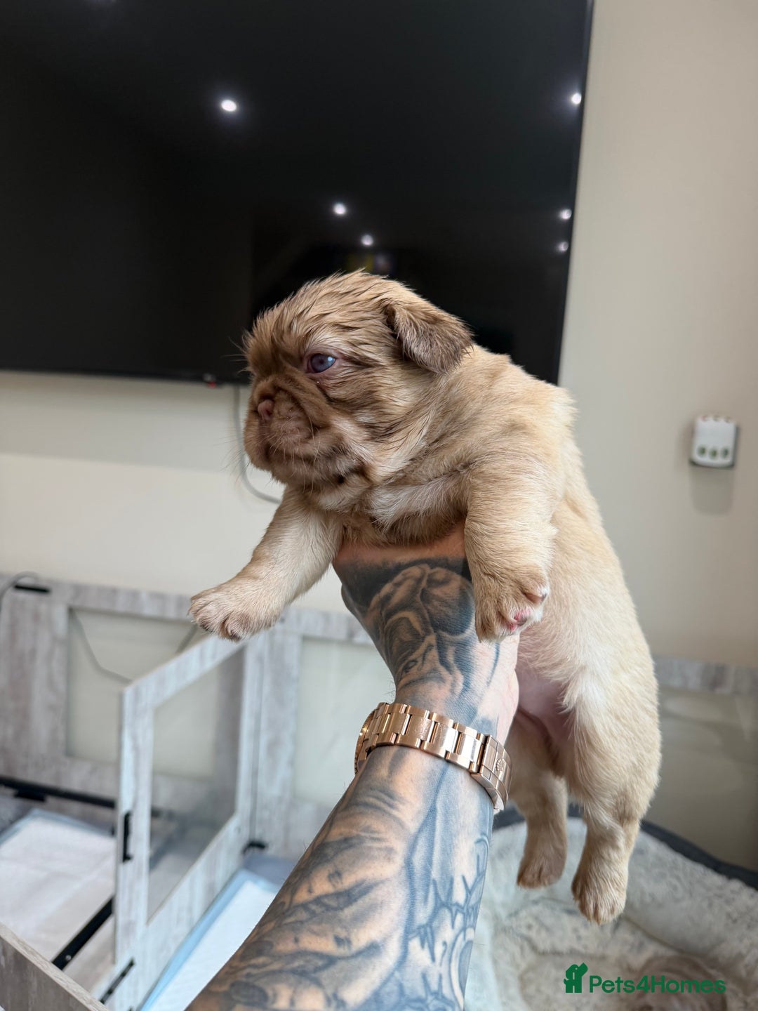 French Bulldog dogs for sale: Fluffy frenchbulldogs for sale  - Advert 10