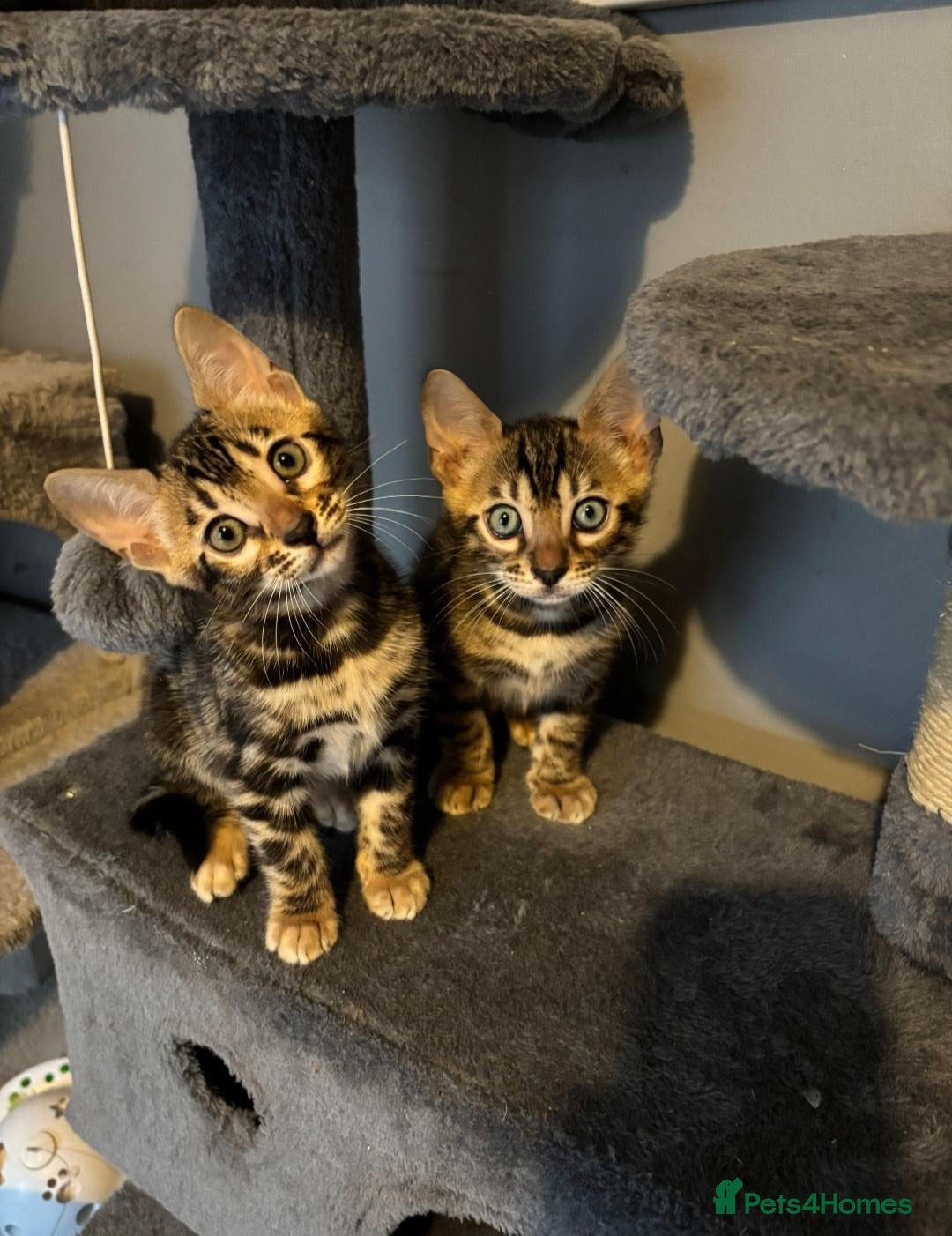 Bengal cats Pedigree Bengal Kittens  - Advert 1