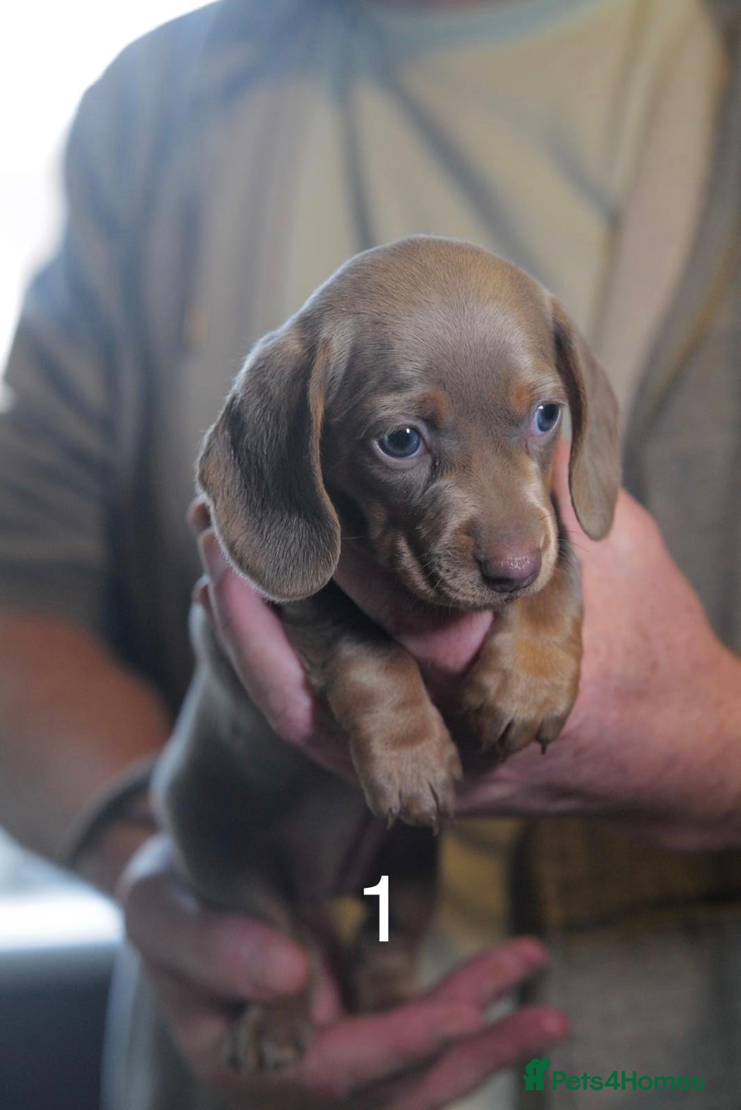 Miniature Dachshund dogs for sale: Adorable KC Registered Miniature Dachshund Puppies - Advert 3