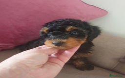 Jackapoo dogs for sale: Beautiful Jackapoo x Asian Toy poodle F1B - Image 4