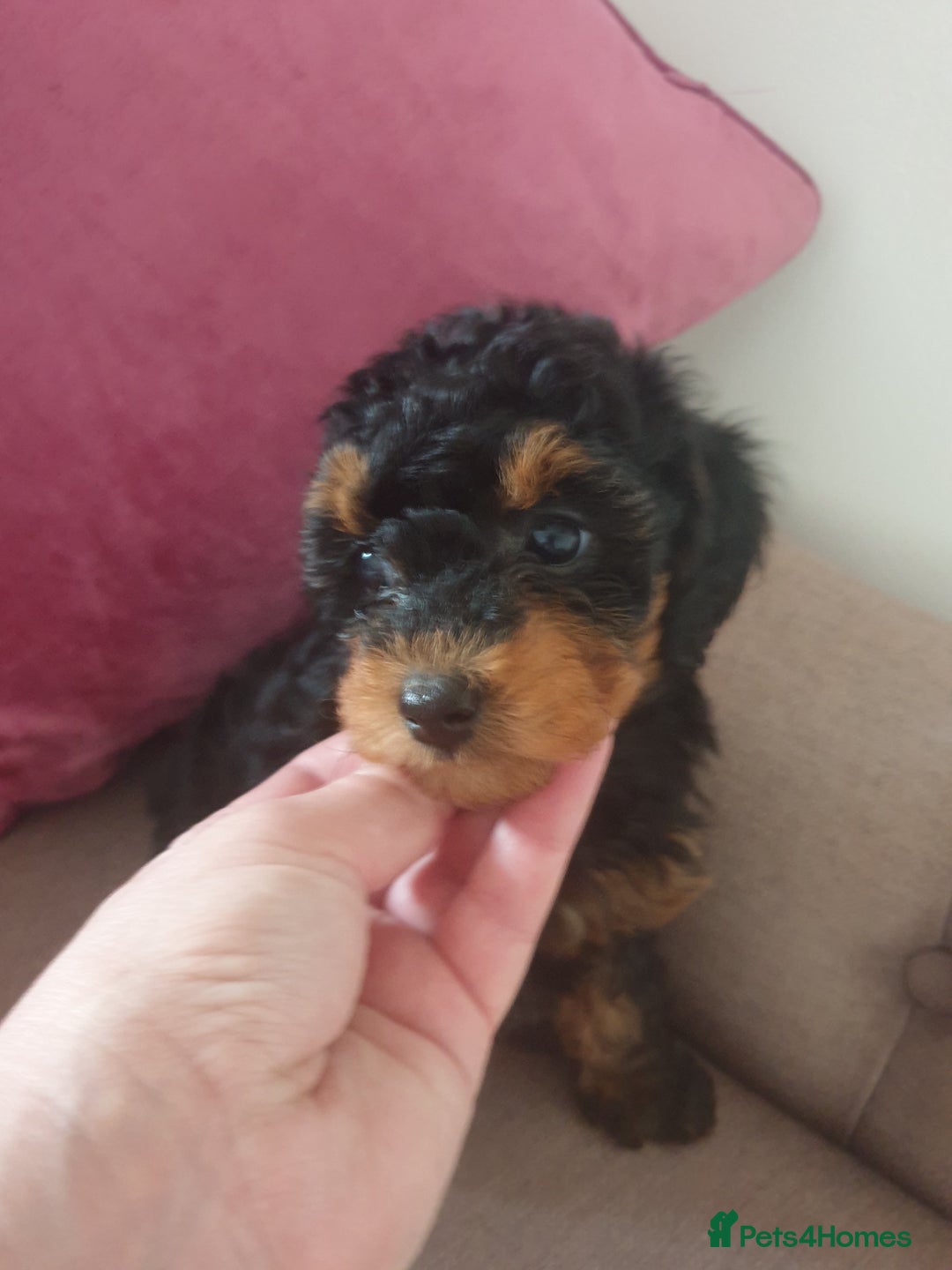Jackapoo dogs for sale: Beautiful Jackapoo x Asian Toy poodle F1B - Image 4