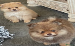 Pomeranian dogs for sale: Pomeranian puppy’s  - Image 7