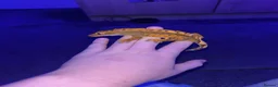 Gecko reptiles for sale: 2 adult crested geckos  - Advert 3
