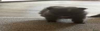 Pomeranian 2