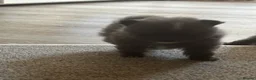 Pomeranian dogs for sale: Pomaranian  in Grays - Advert 4
