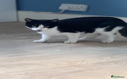 Turkish Van cats for sale: Cats for rehome  - Image 3