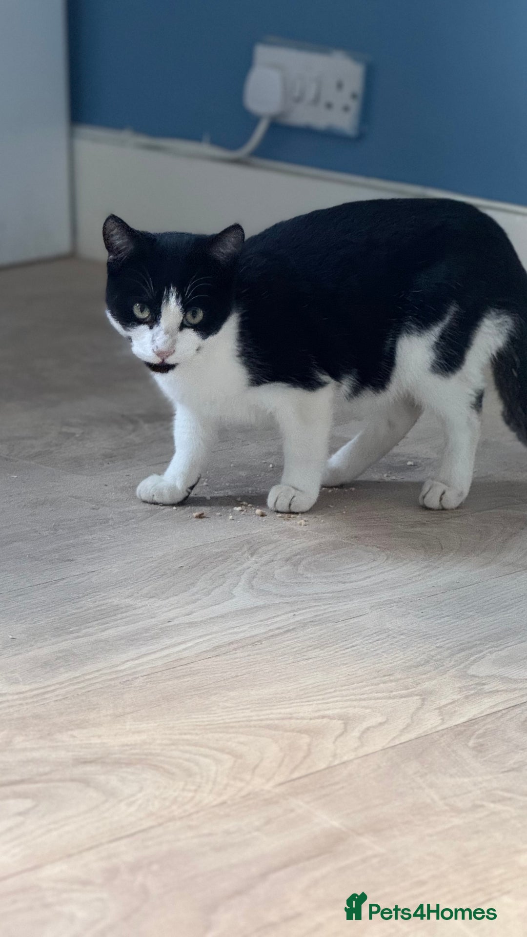 Turkish Van cats for sale: Cats for rehome  - Image 3