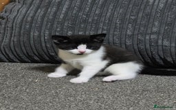 Mixed Breed cats for sale: Meet Leo: Cutest Black & White Furball ull See! - Image 5
