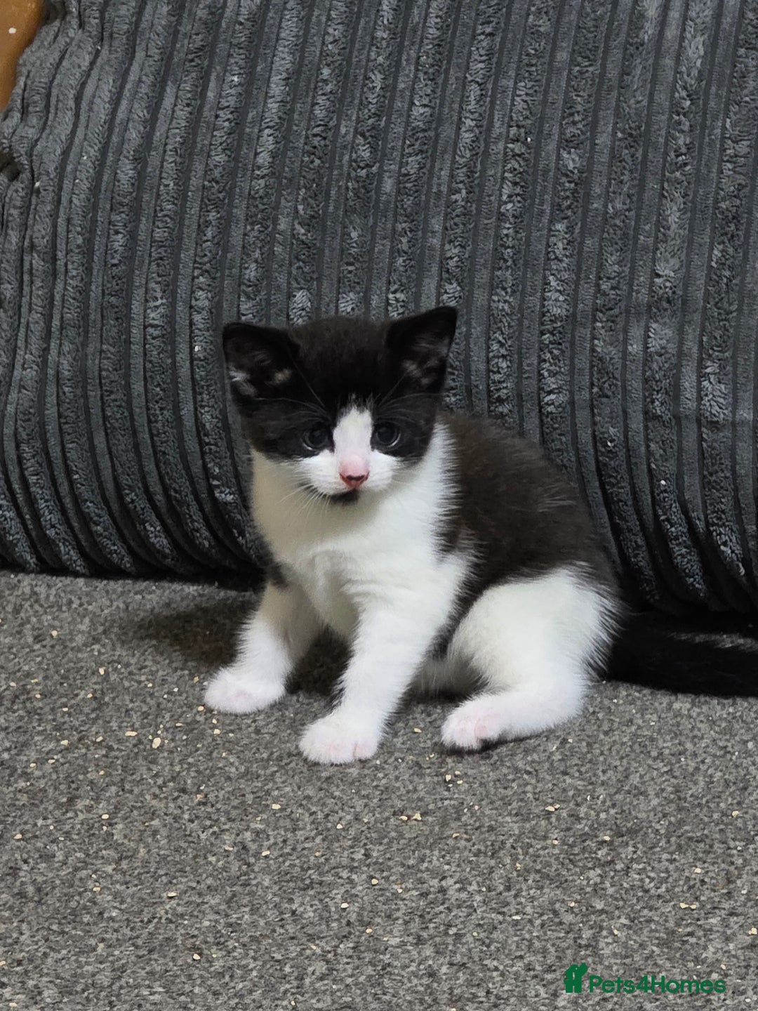 Mixed Breed cats for sale: Meet Leo: Cutest Black & White Furball ull See! - Image 5