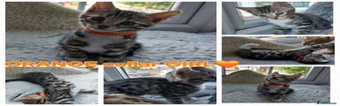 Mixed Breed Kitten 3