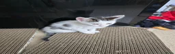 Mixed Breed cats for sale: Beautiful kitten  - Advert 3