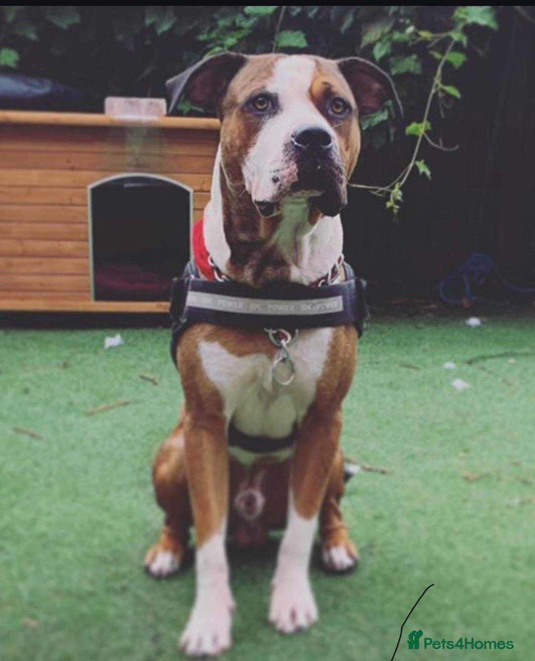 American Bulldog dogs for stud: American bulldog x mastiff for stud - Image 5