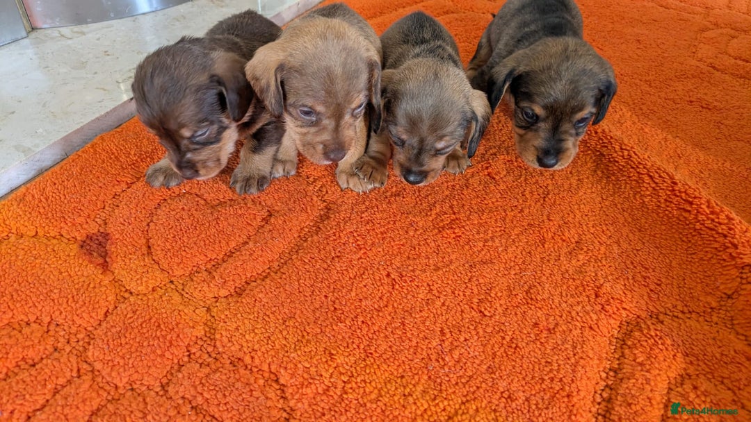 Mixed Breed dogs for sale: 3/4Dachshund X 1/4Jack  - Image 7