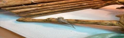 Bearded Dragon reptiles for sale: Baby Bearded Dragons. Visual Dunners & Hypos - Advert 12