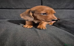 Miniature Dachshund dogs for sale: Miniature Dachshund Puppies  - Image 3