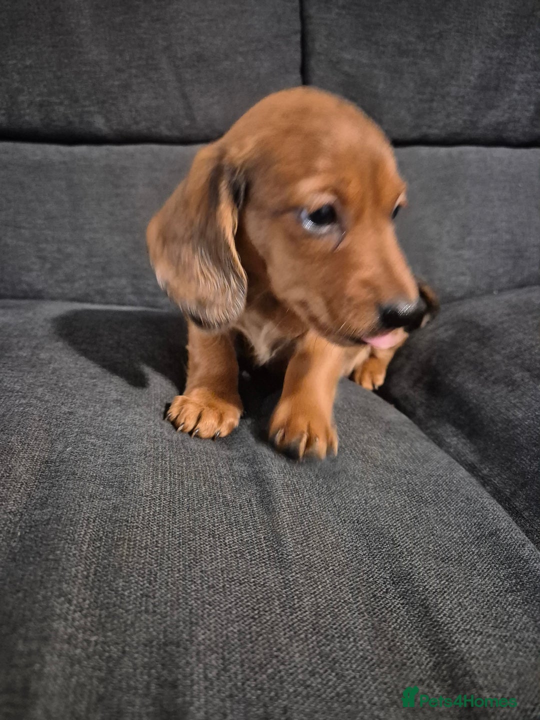 Miniature Dachshund dogs for sale: Miniature Dachshund Puppies  - Image 3