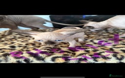 Sphynx cats for sale: canadian sphynx for sale  - Advert 11