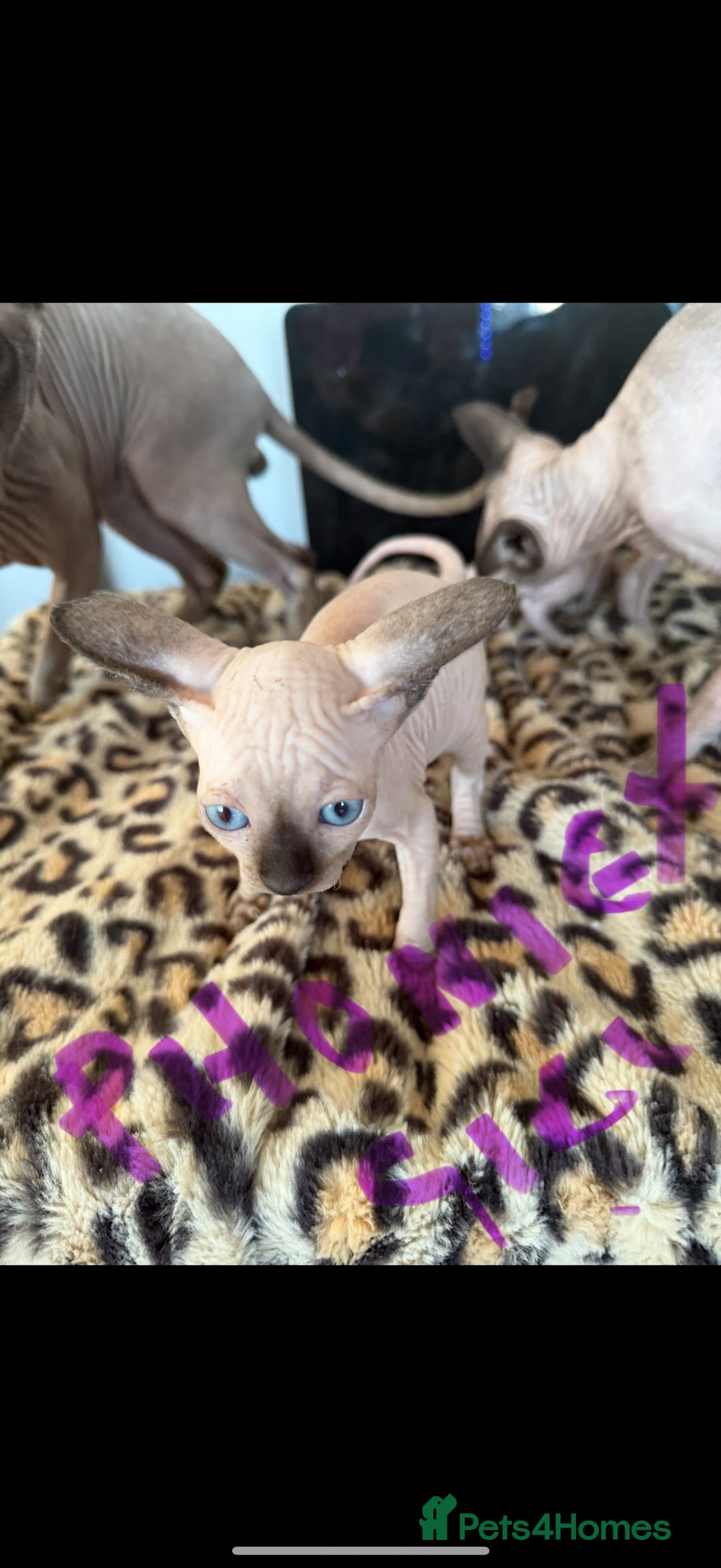 Sphynx cats for sale: canadian sphynx for sale  - Advert 11