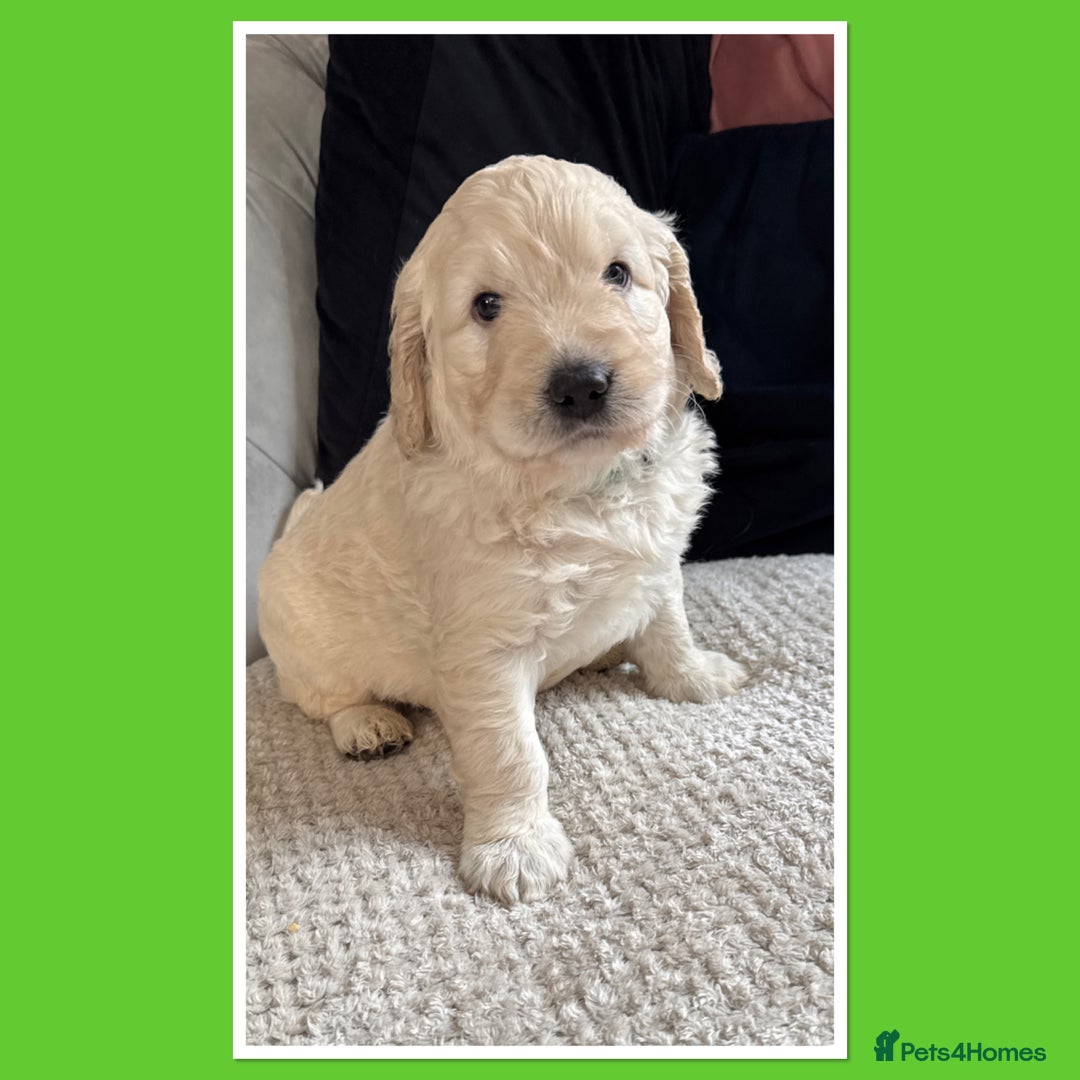 Mini Goldendoodle dogs for sale: Beautiful Family Raised F1 Mini Golden-doodles  - Image 5