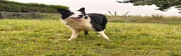 Border Collie dogs for sale: Thistledo Tam in Banff - Advert 7