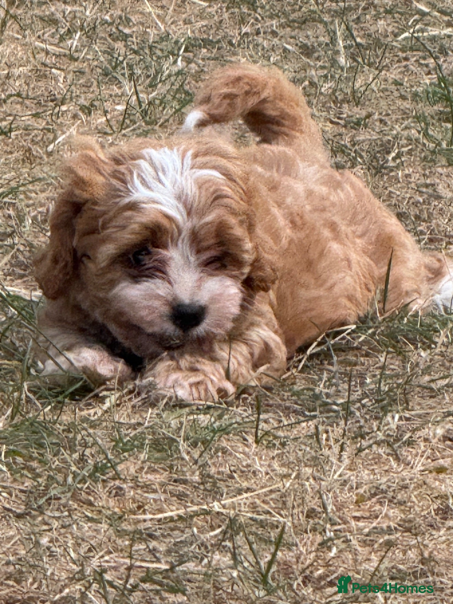 Cavapoo dogs Red & White Cavapoo Puppy - Ready Now - Advert 2
