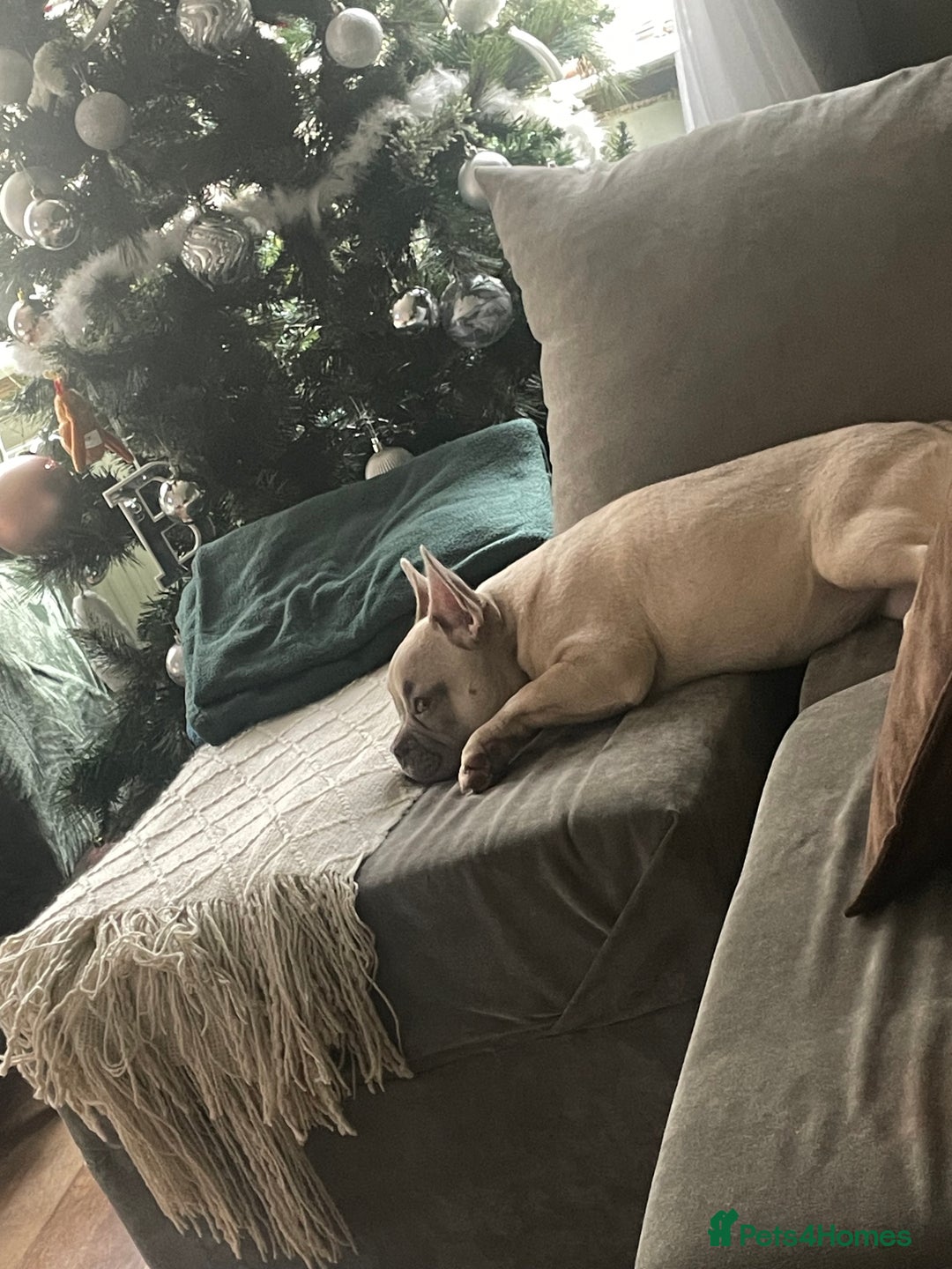 French Bulldog dogs for sale: Female French bulldog  - Image 2