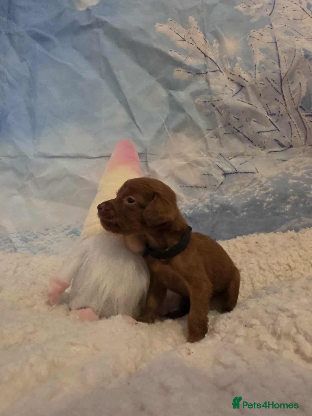 Irish Doodle dogs for sale: Stunning mahogany red Irish doodles READY NOW   - Advert 5