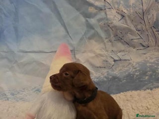 Irish Doodle dogs Stunning mahogany red multigen Irish doodles - Advert 1