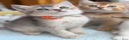 British Longhair cats for sale: TICA BRITISH SHORTHAIR & LONGHAIR KITTENS  - Advert 10