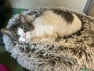 Domestic Shorthair cats Sarabi - Advert 1