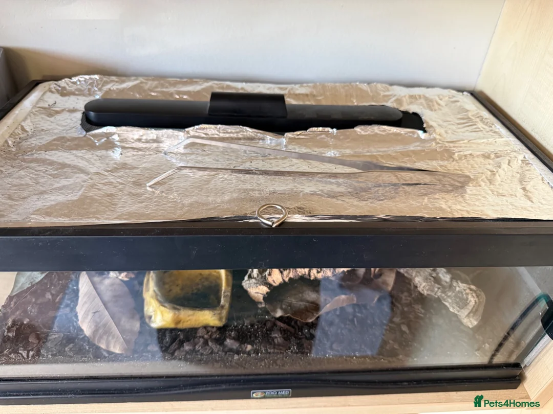 Scorpions invertebrates for sale: Male Asian Forest Scorpion in Woodbridge - Advert 2